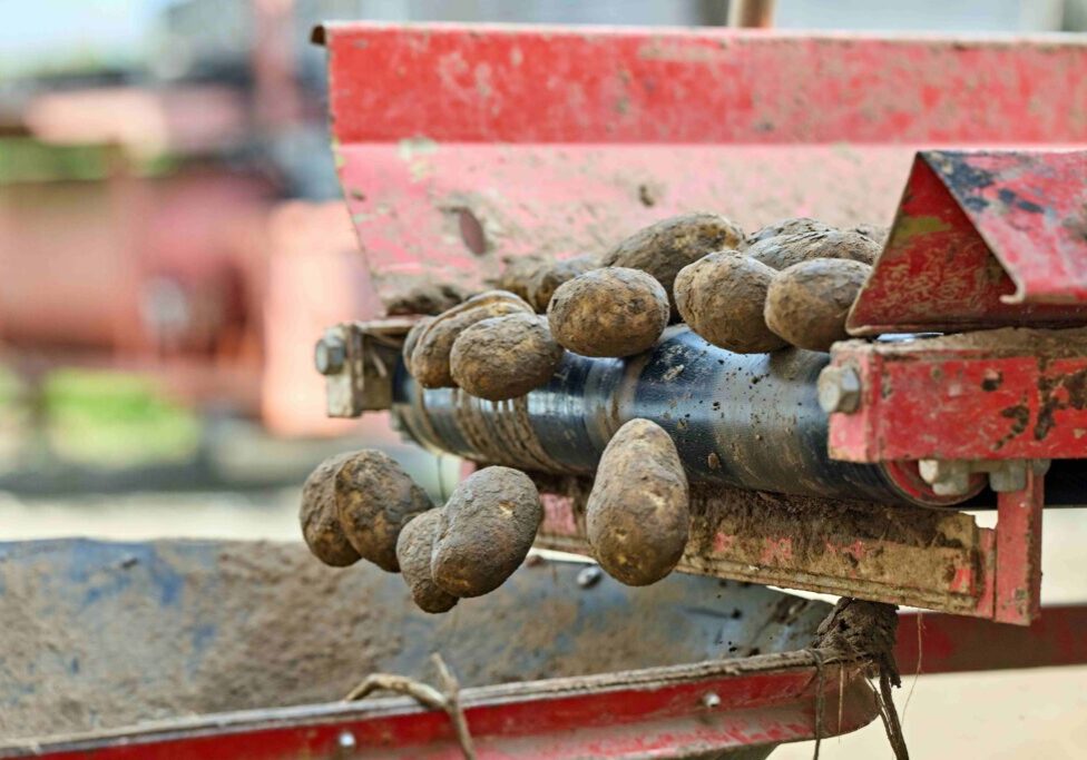 TEC Motor Applications Close-up of muddy potatoes on a red agricultural conveyor/loader being fed through the machine.