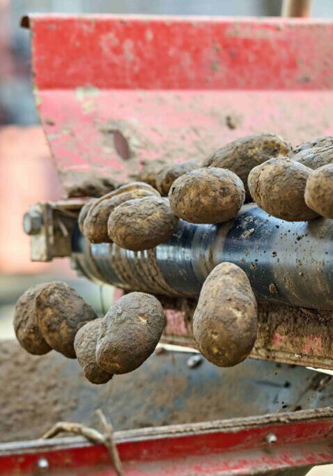 Close-up of muddy potatoes on a red agricultural conveyor/loader being fed through the machine.